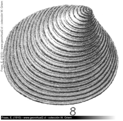 Astarte Opalina de Fraas, 1910