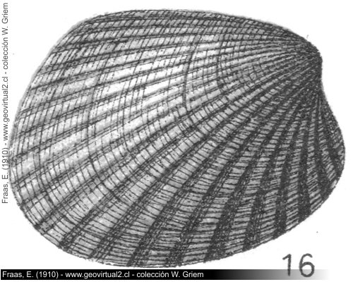 Cardita crenata de Fraas, 1910