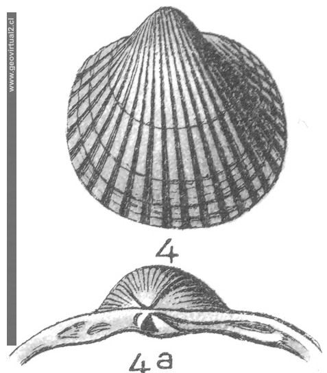 Cardium Becksi de Fraas, 1910