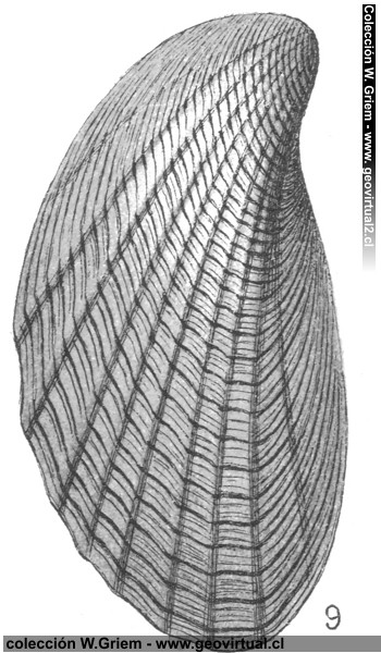 Pholadomya decorata de Fraas, 1910