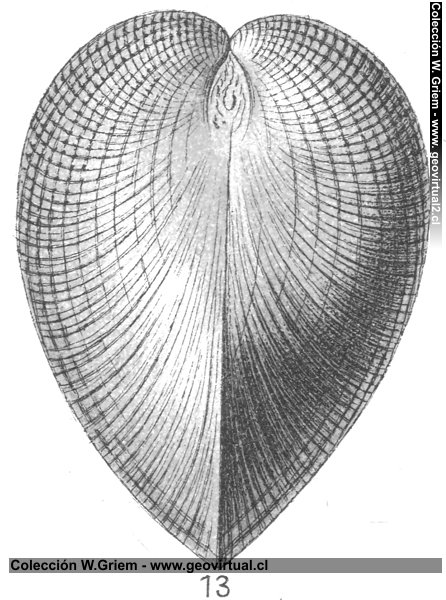 Pholadomya Esmarki