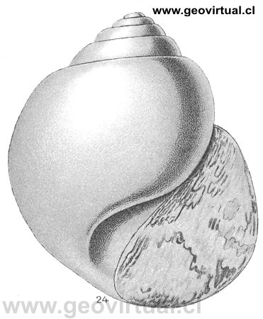 Ampullaria gigas de Fraas, 1910