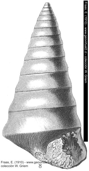 Nerinea pyramidalis de Fraas, 1910