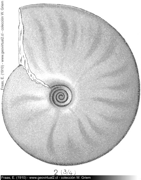 Ptychites Studeri de Fraas, 1910