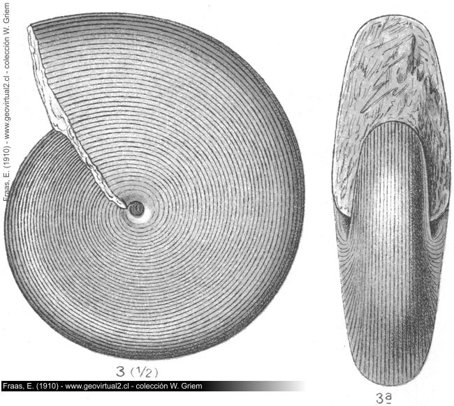 Cladiscites tornatus de Fraas, 1910