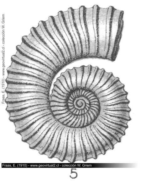 Choristoceras Marschi de Fraas, 1910