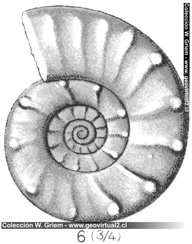 Ceratites cassianius