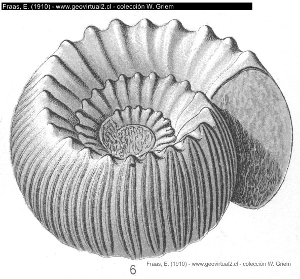 Teloceras blagdeni
