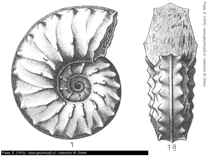 Schloenbachia varians de Eberhard Fraas, 1910