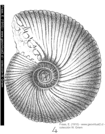 Morphoceras multiforme de Frass, 1910