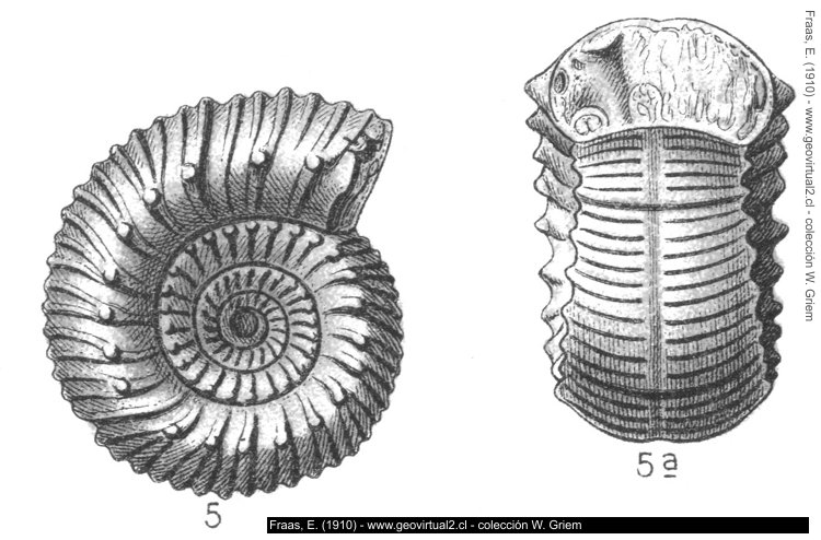 Reineckei anceps, Fraas - 1910