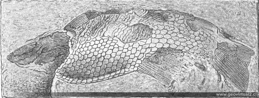 Semionotus Kappii de Fraas