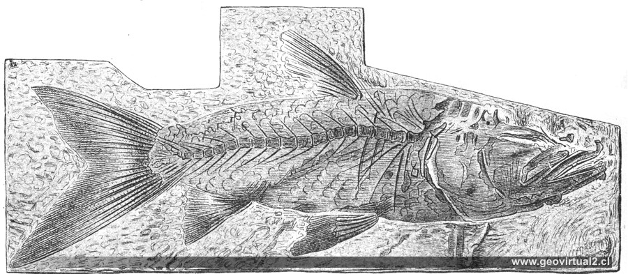 Sardinioides monasterii Ag. de Fraas (1910)