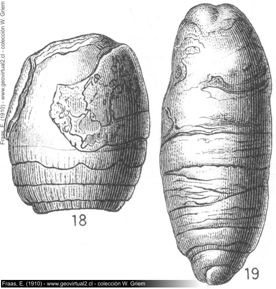 Coprolitos publicados en Fraas (1910)