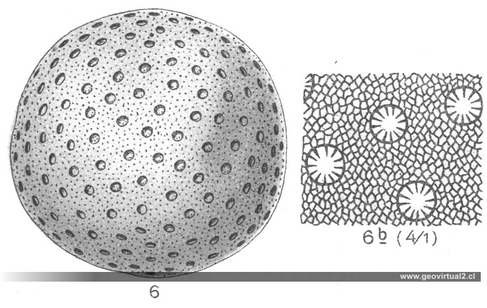 Heliolites porosa: E. Fraas, 1910