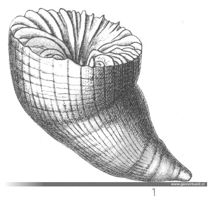 Parasmilia centralis: Fraas, 1910 