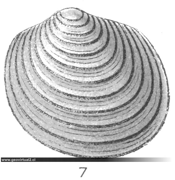 Paracyclas rugosa (Fraas, 1910)