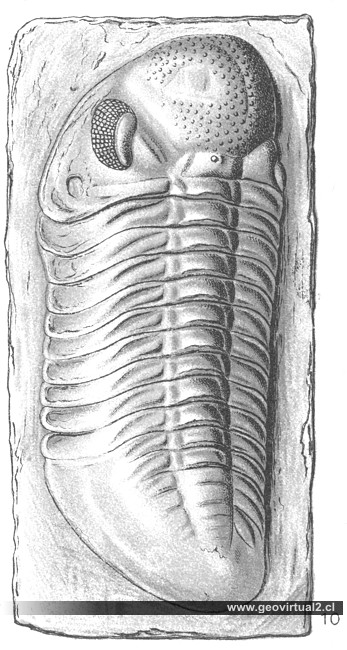 Fraas: Phacops latifrons