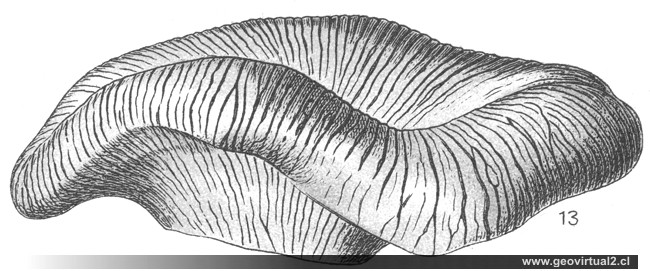Cnemidiastrum rimulosum de Fraas, 1910