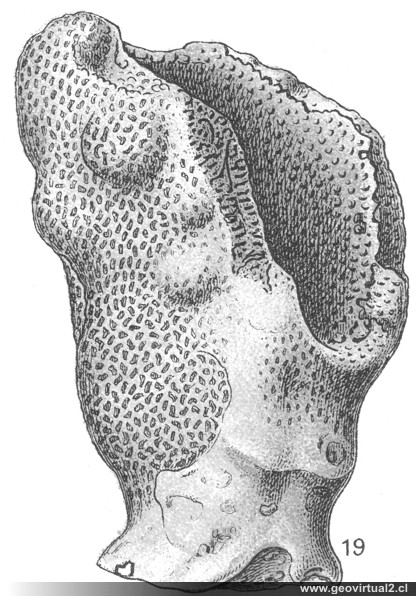 Doryderma de Fraas 1910
