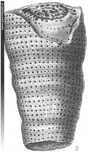 Craticularia cylindritexta