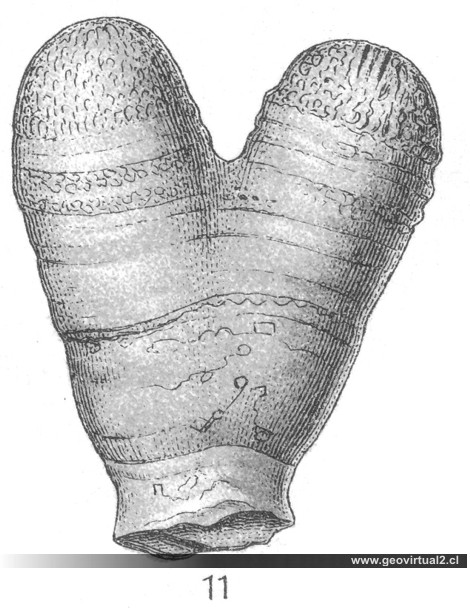 Stellispongia semicincta de Fraas 1910
