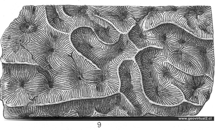 Microphyllia soemmeringi