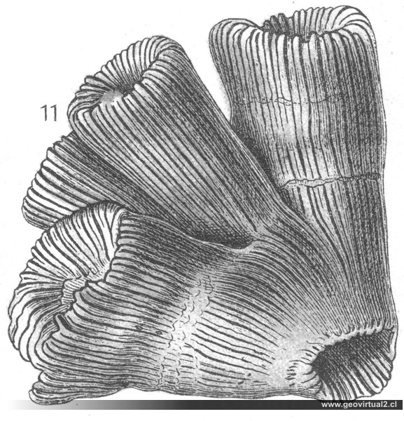 Lithodendron (Thecosmilia) trichotomum 