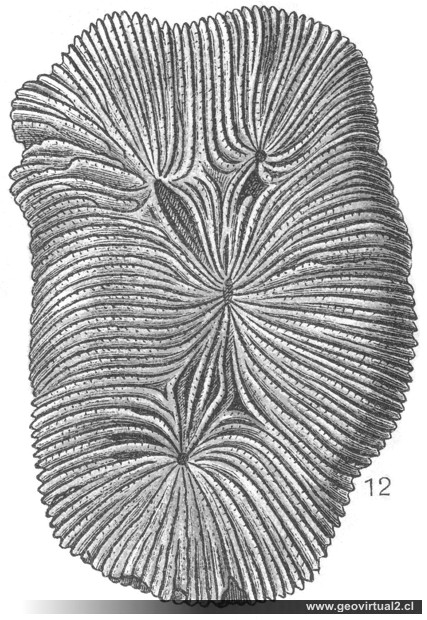Latiphyllia suevica
