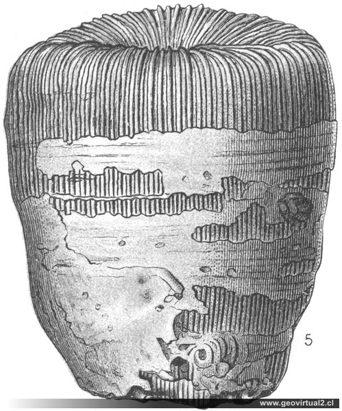 Montlivaltia obconica de Eberhard Fraas