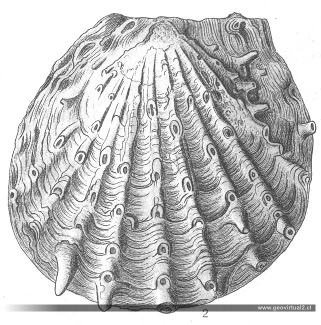 FRAAS, 1910: Ctenostreon pectiniformis = (Lima pectiniformis)