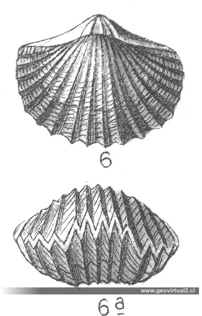 Rhynchonella, Fraas