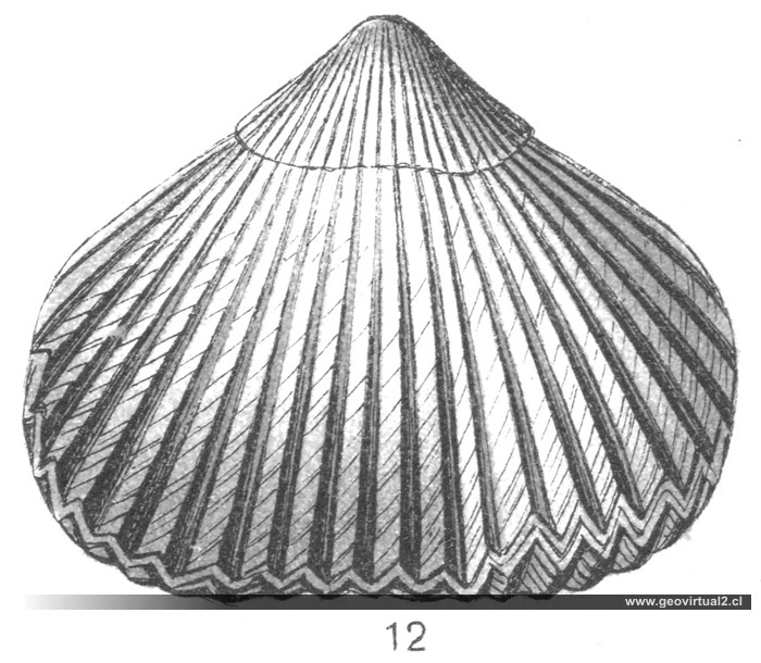 Torquirhynchia inconstans