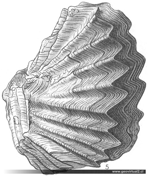 Lopha marshi de Eberhard Fraas
