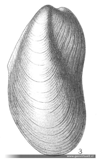 Lamelibranquios: Modiola FRAAS, 1910