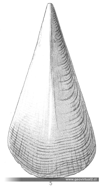 Fraas, 1910: Pinna Hartmanni