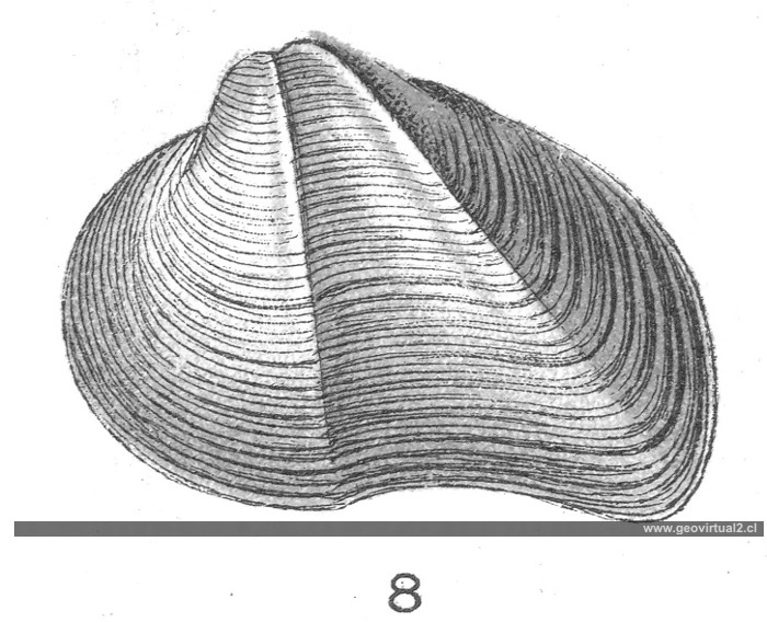 Myophora tranversa