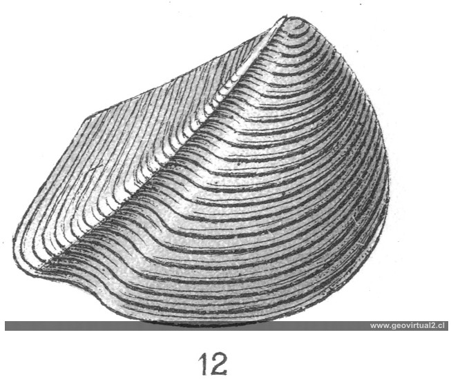 Myophora