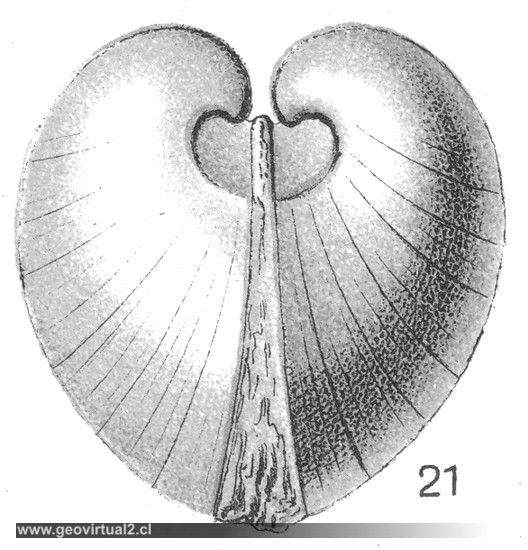 Isocardia rostrata&nbsp; Sow. de Fraas