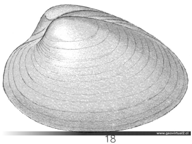 Gresslya gregaria