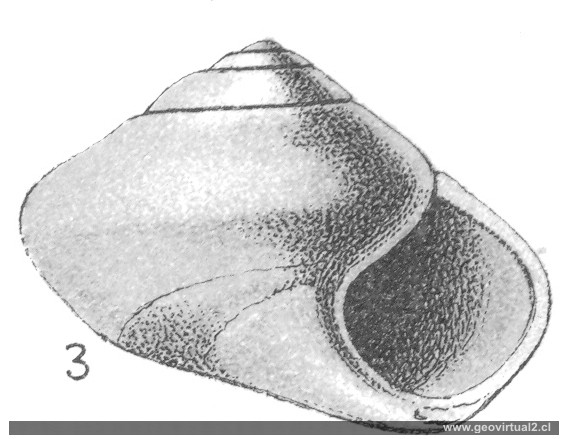 Pleurotomaria de Fraas