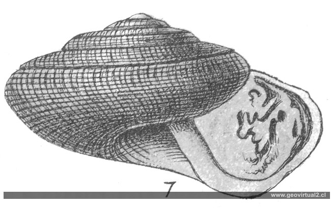 Pleurotomaria Palaemon de Fraas