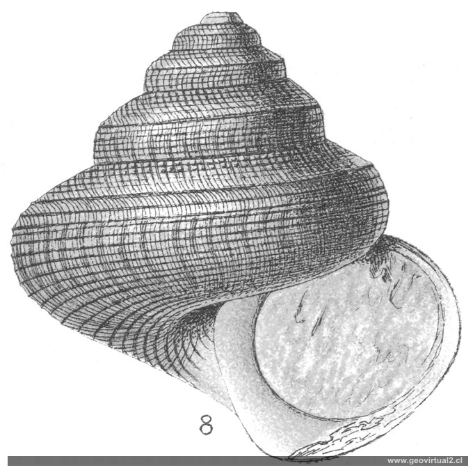 Pleuromaria granulata