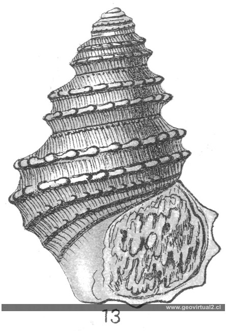 Fraas: Trochus