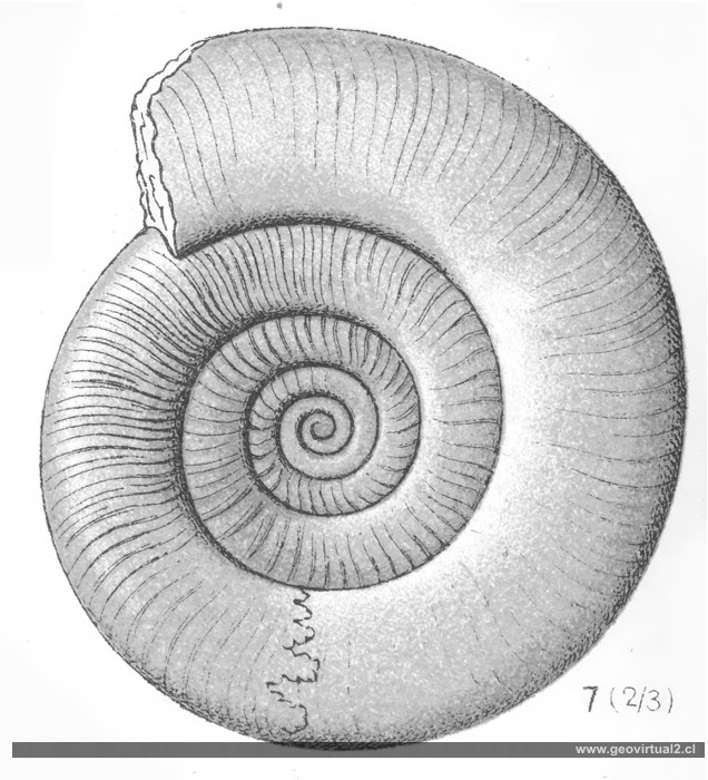 Psiloceras de Fraas, 1910