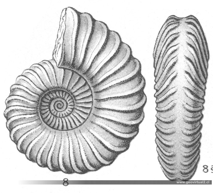 Schlotheimia angulata de E. Fraas