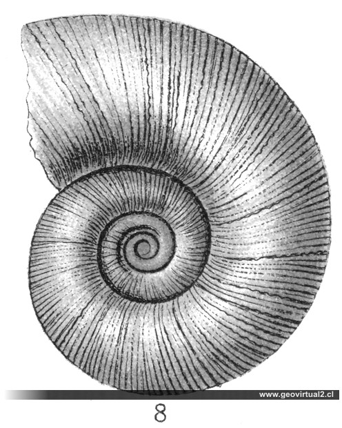 Lytoceras fimbriatum