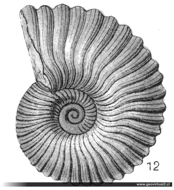 Eberhard Fraas (1910): Pachylytoceras torulosum