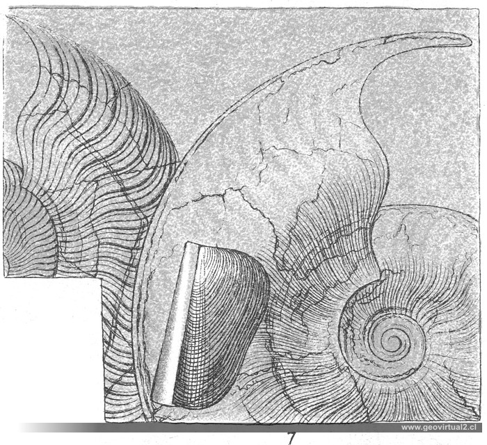 Pseudolioceras, Fraas