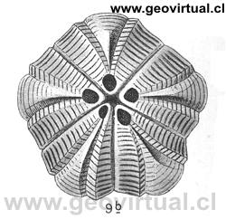 Pentremites ovalis